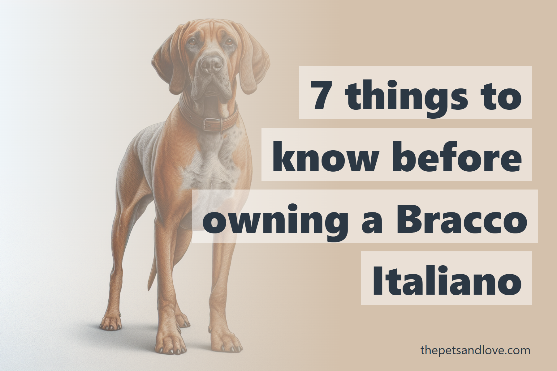 7 things to know before owning a Bracco Italiano