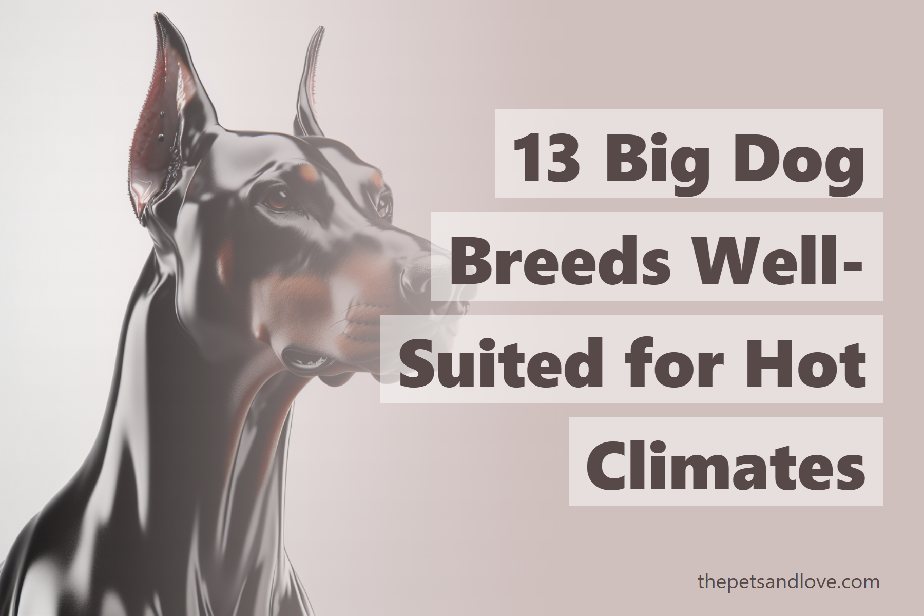 13-big-dog-breeds-well-suited-for-hot-climates