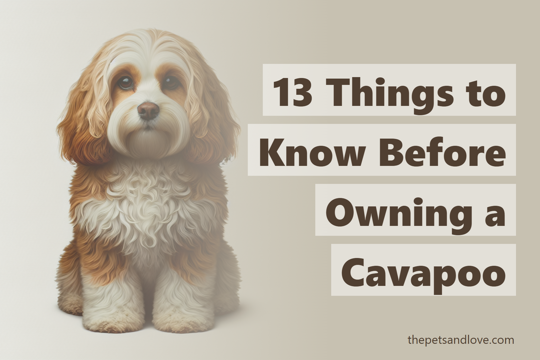 13 Things To Know Before Owning A Cavapoo 13 Things To Know Before Owning A Cavapoo