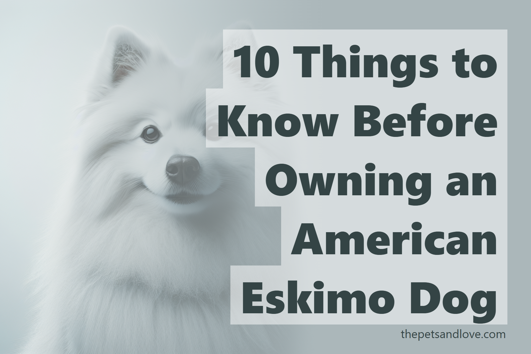 10 Things to Know Before Owning an American Eskimo Dog