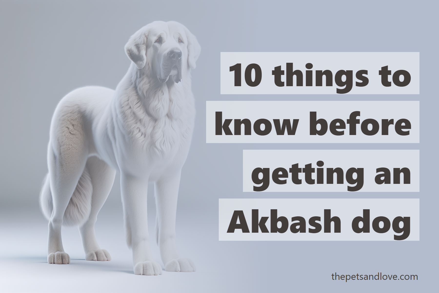 10 things to know before getting an Akbash dog