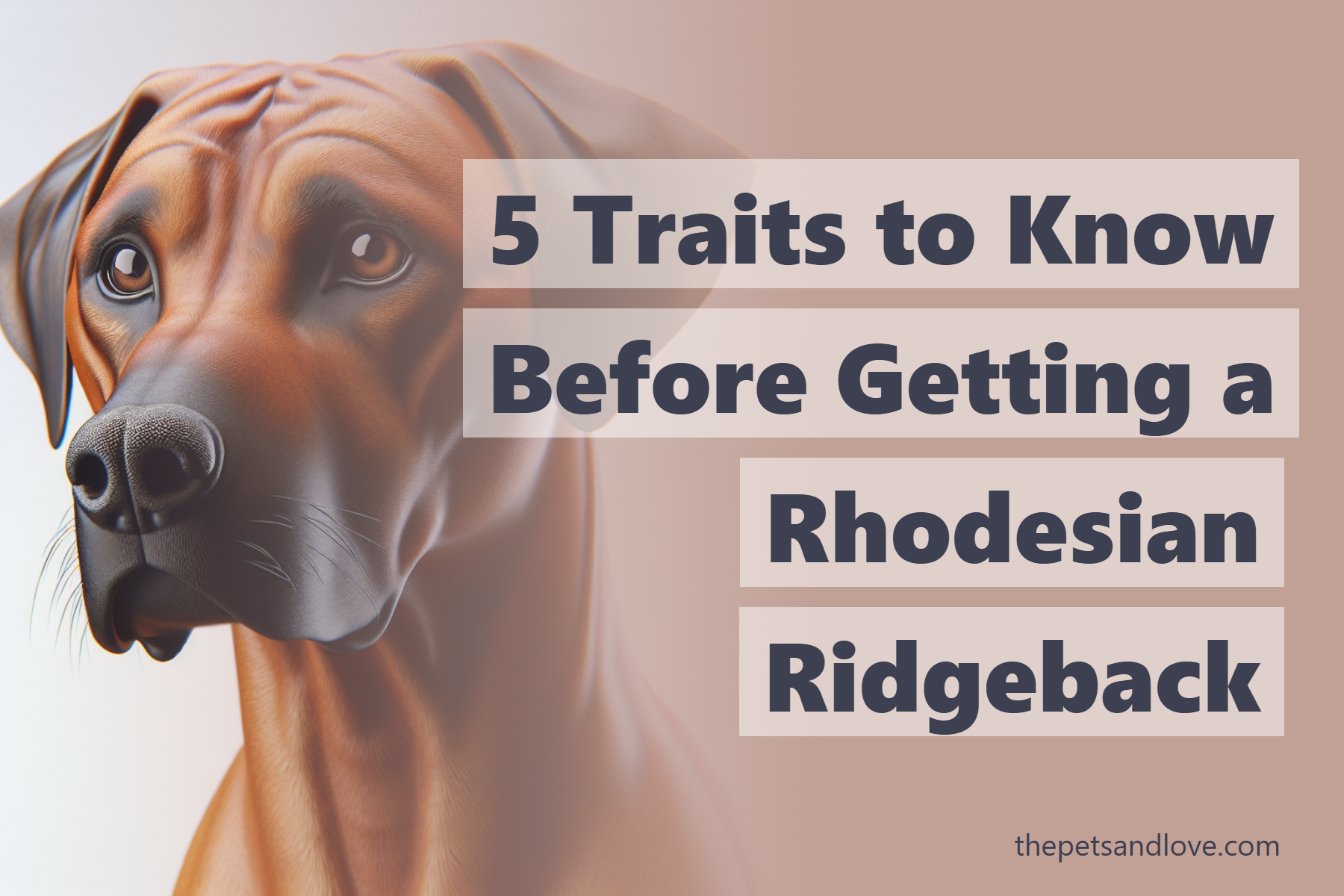 Rhodesian Ridgeback Trainability 5 Things I Wish I Knew Before Getting My Rhodesian Ridgeback