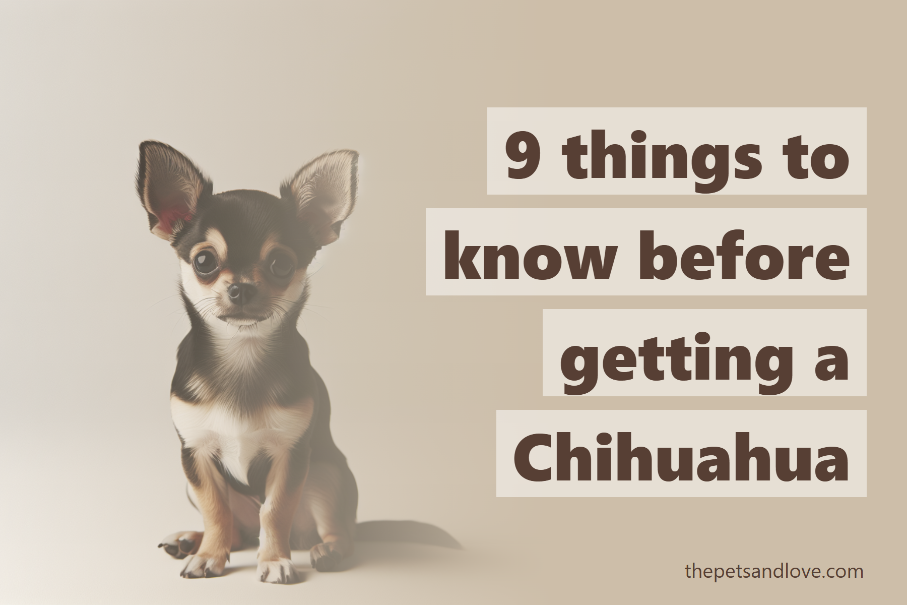 9 Things To Know Before Getting A Chihuahua