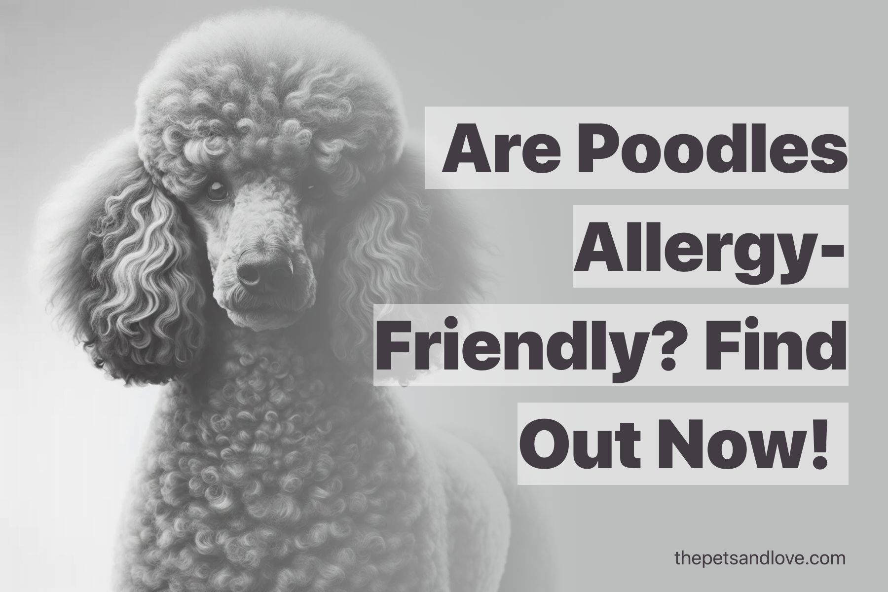 View of Is the Poodle a Hypoallergenic Dog Breed? Advice for Allergy-Suffering ...