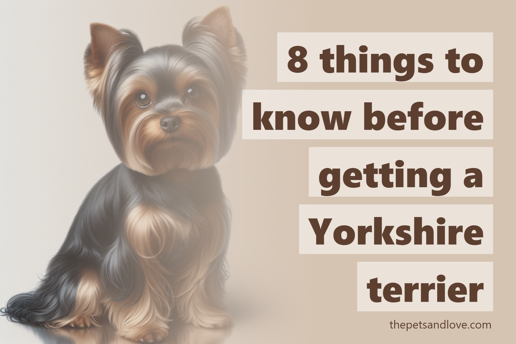 8 things to know before getting a Yorkshire terrier