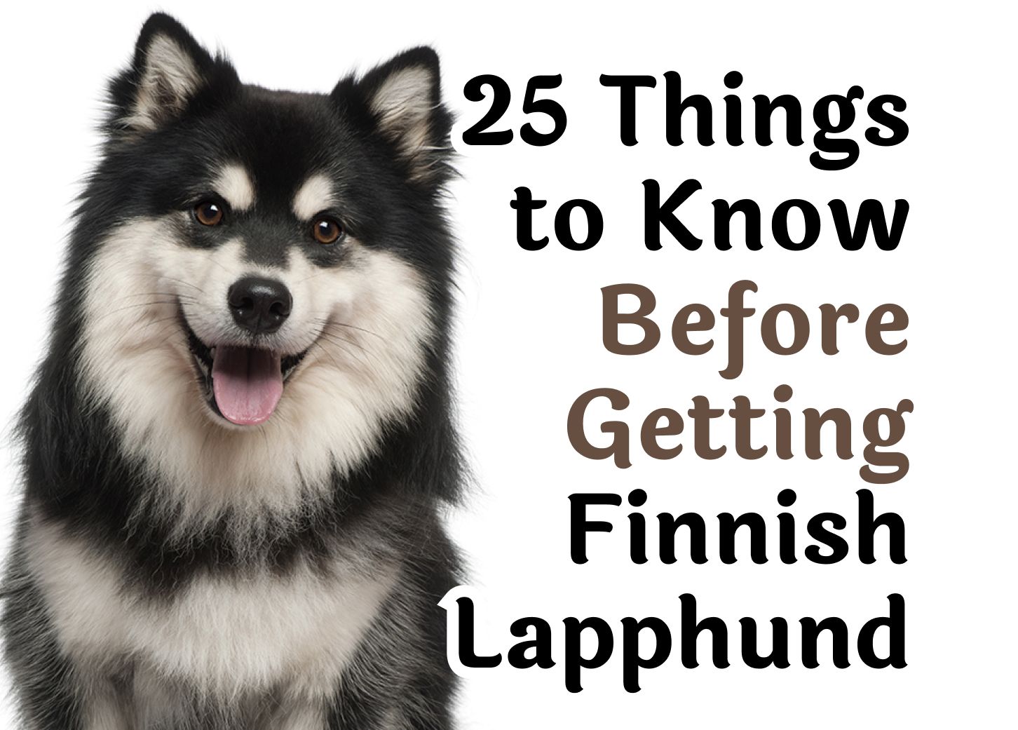 are finnish hound aggressive