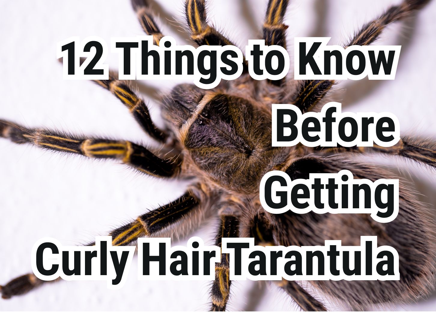 Important Facts to Consider Before Getting a Curly Hair Tarantula