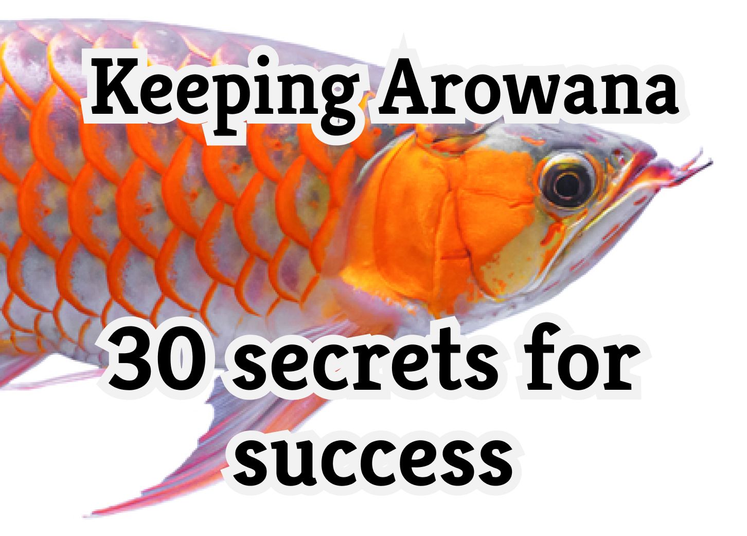 30 Essential Tips for Successfully Keeping Arowana Fish