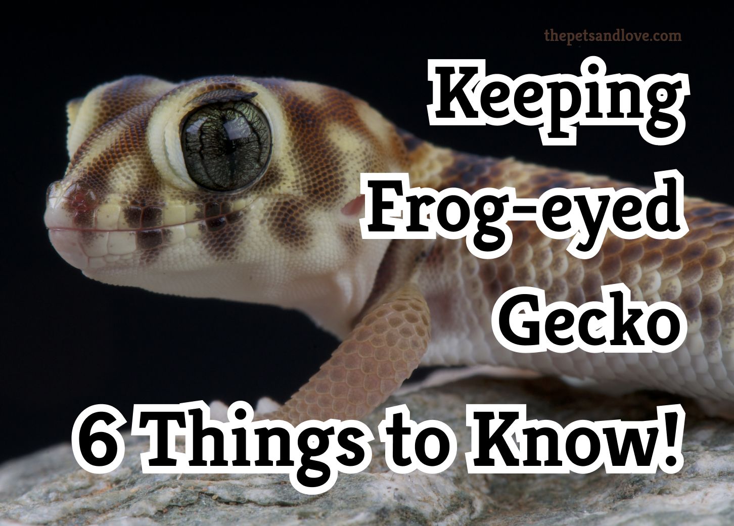 Keeping frog eyed gecko? 6 Things to know!