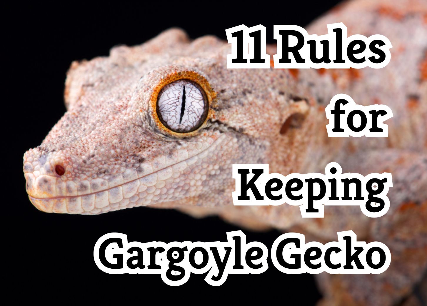 11 Essential Tips for Successfully Keeping a Gargoyle Gecko