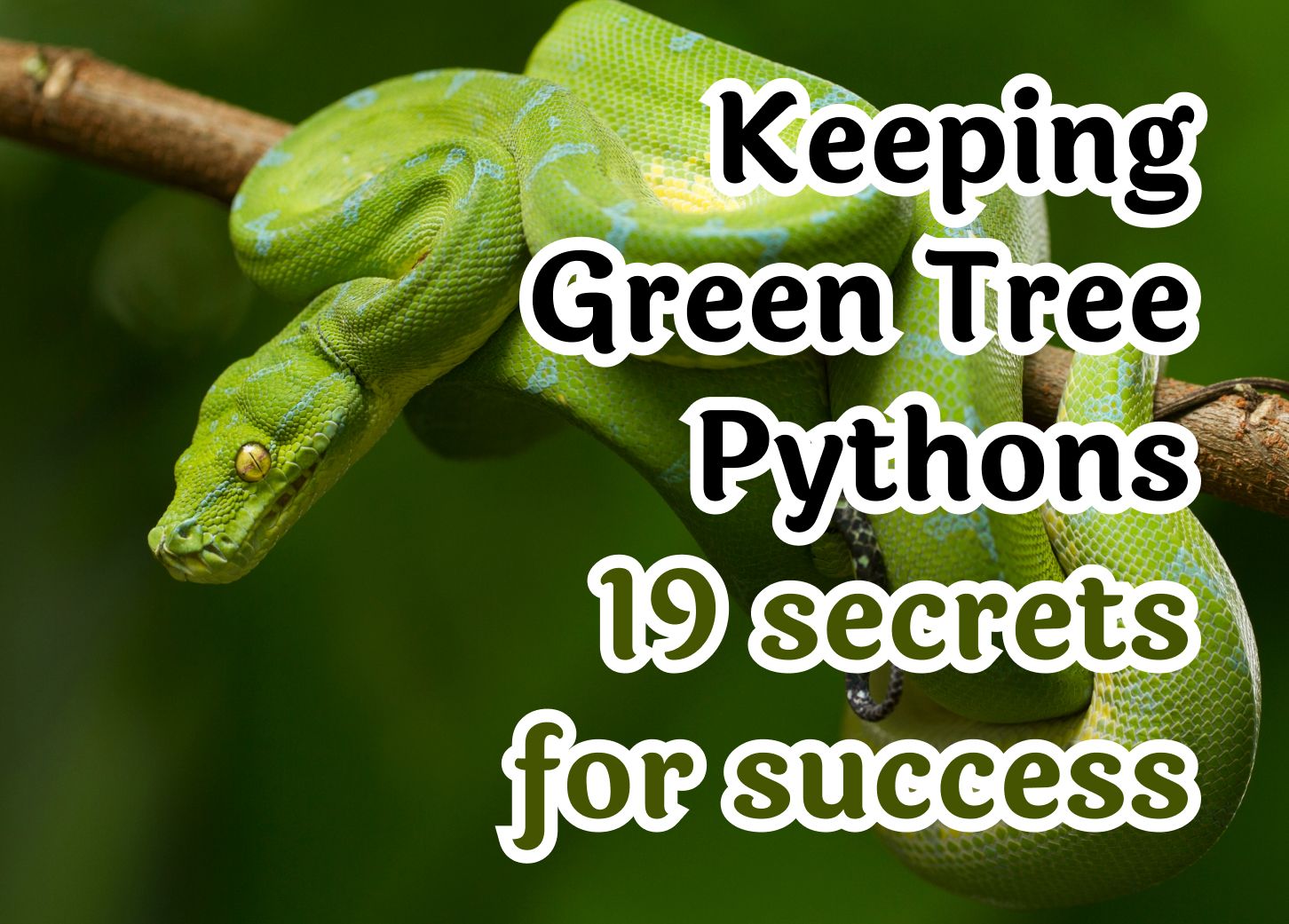 19 Tips for Successfully Keeping Green Tree Pythons