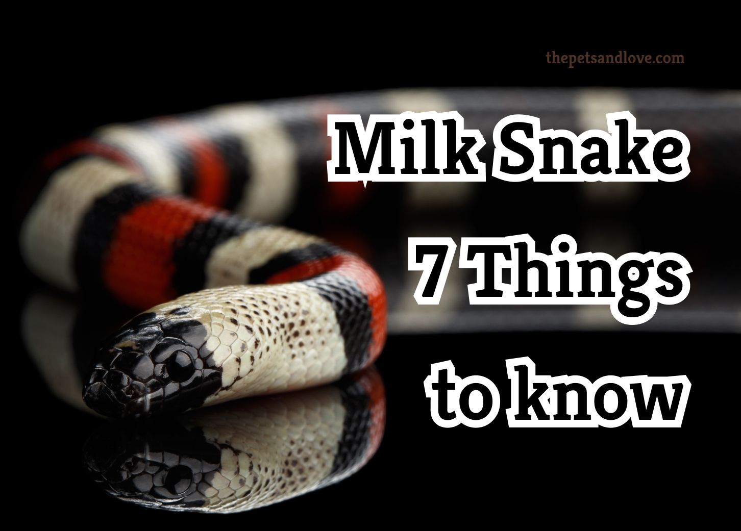 Keeping Milk Snake: 7 Things to Know