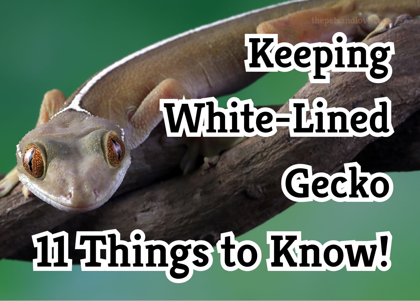 Keeping white-lined geckos. 11 things you need to know