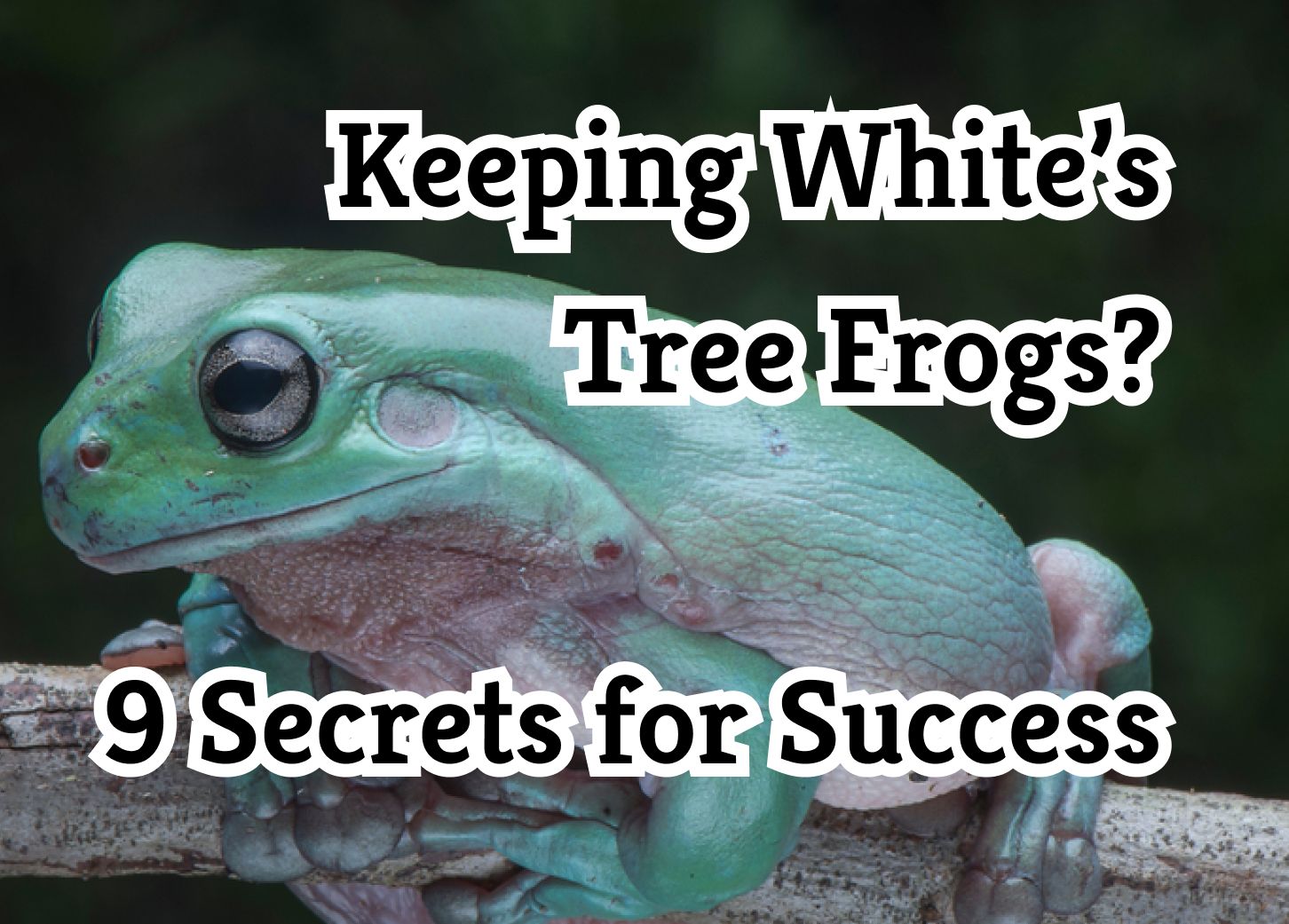 9 Essential Tips for Successfully Keeping White's Tree Frogs