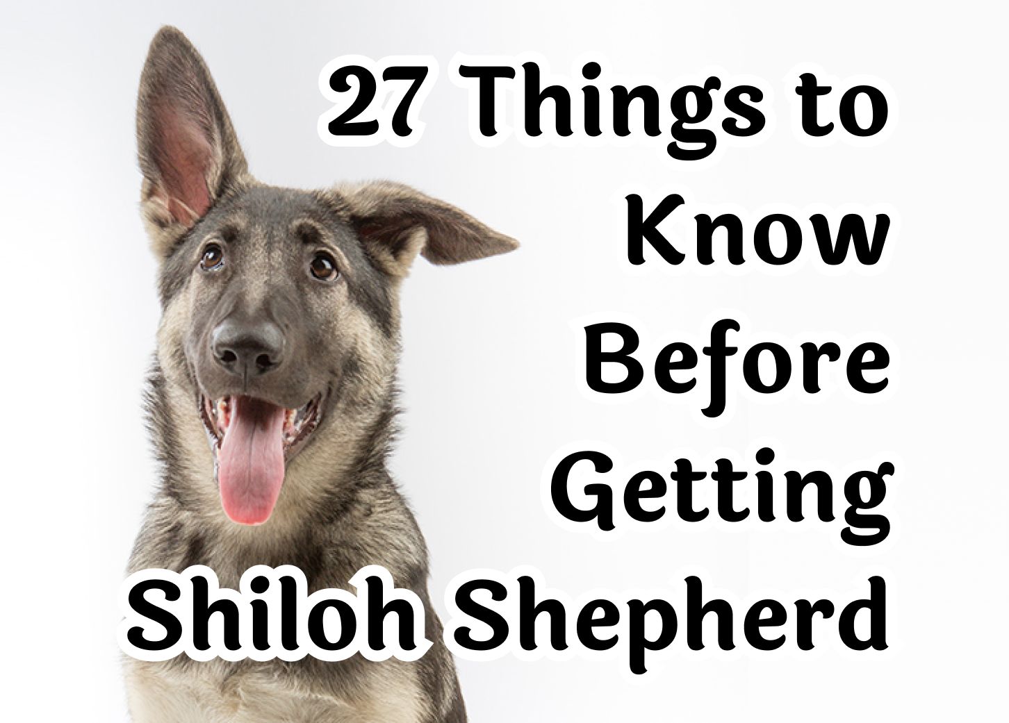 What to Know Before Getting a Shiloh Shepherd: 27 Essential Considerations