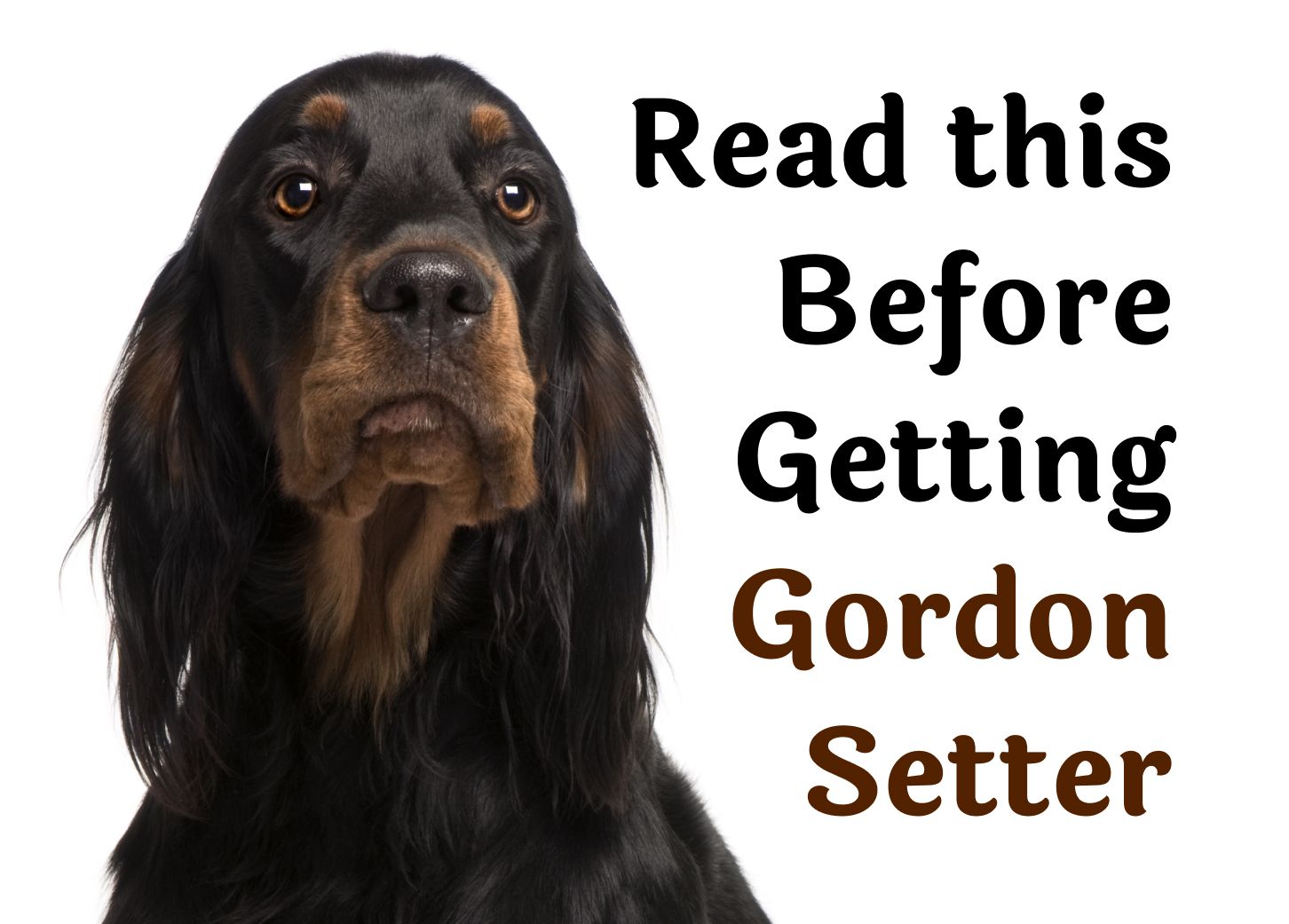 Consider These 25 Questions Before Getting a Gordon Setter