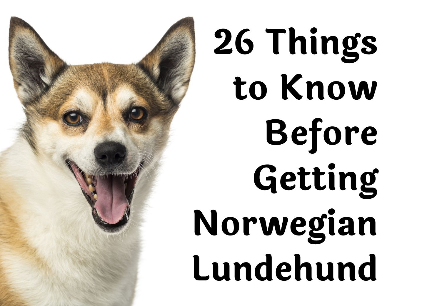 Consider These 26 Questions Before Getting a Norwegian Lundehund