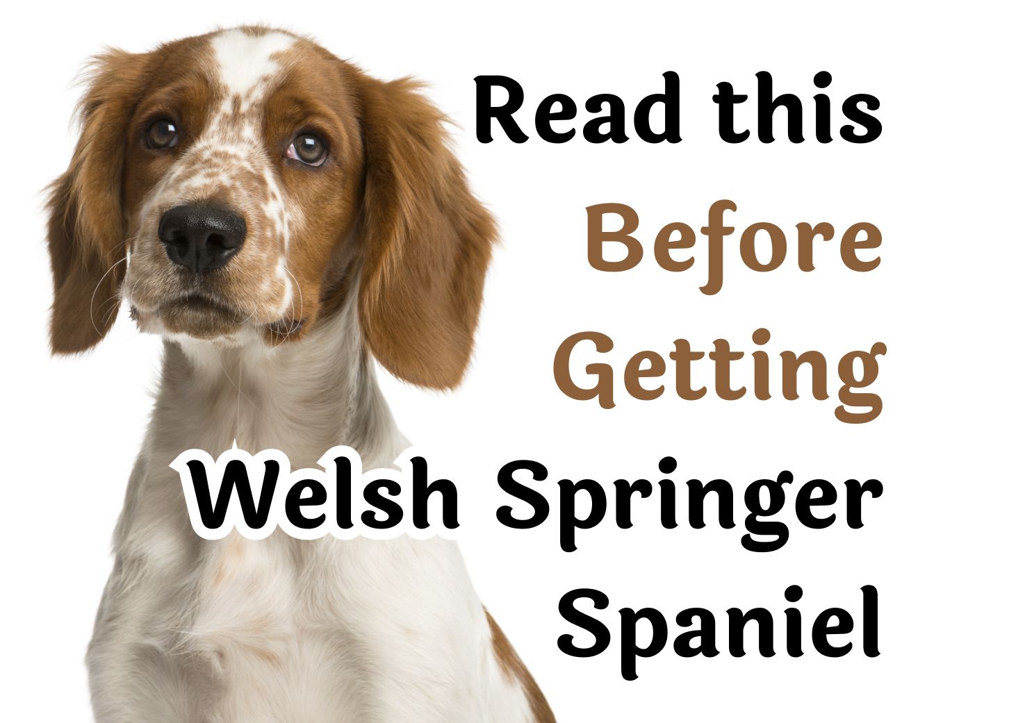 are springer spaniels affectionate