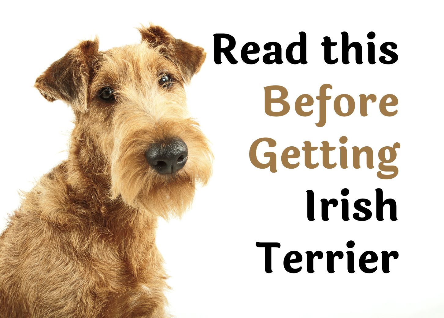 What to Consider Before Adopting an Irish Terrier