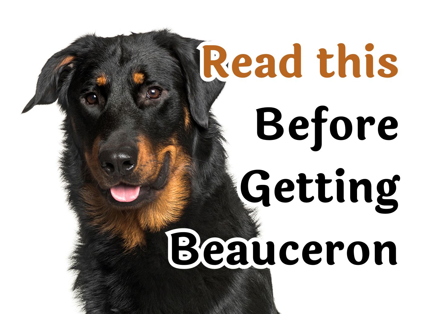 24 Questions То Consider Before Getting A Beauceron