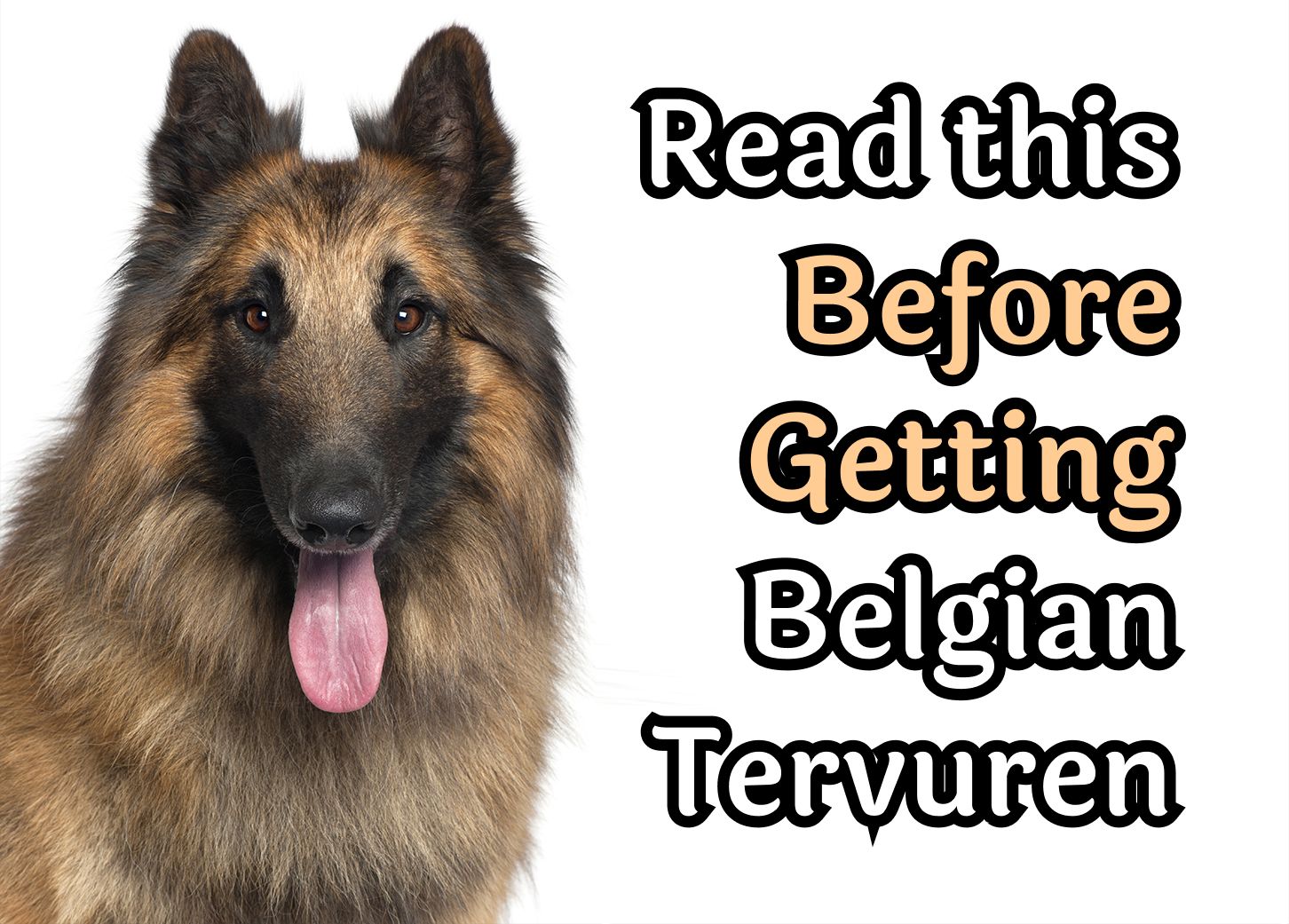 Things to Think About Before Adopting a Belgian Tervuren