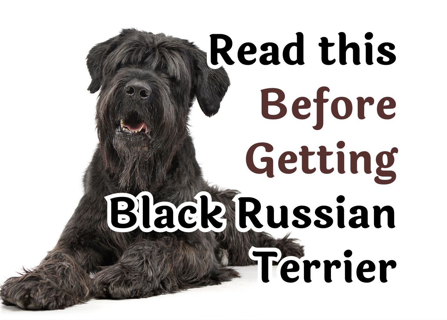 22 Questions To Consider Before Getting A Black Russian Terrier