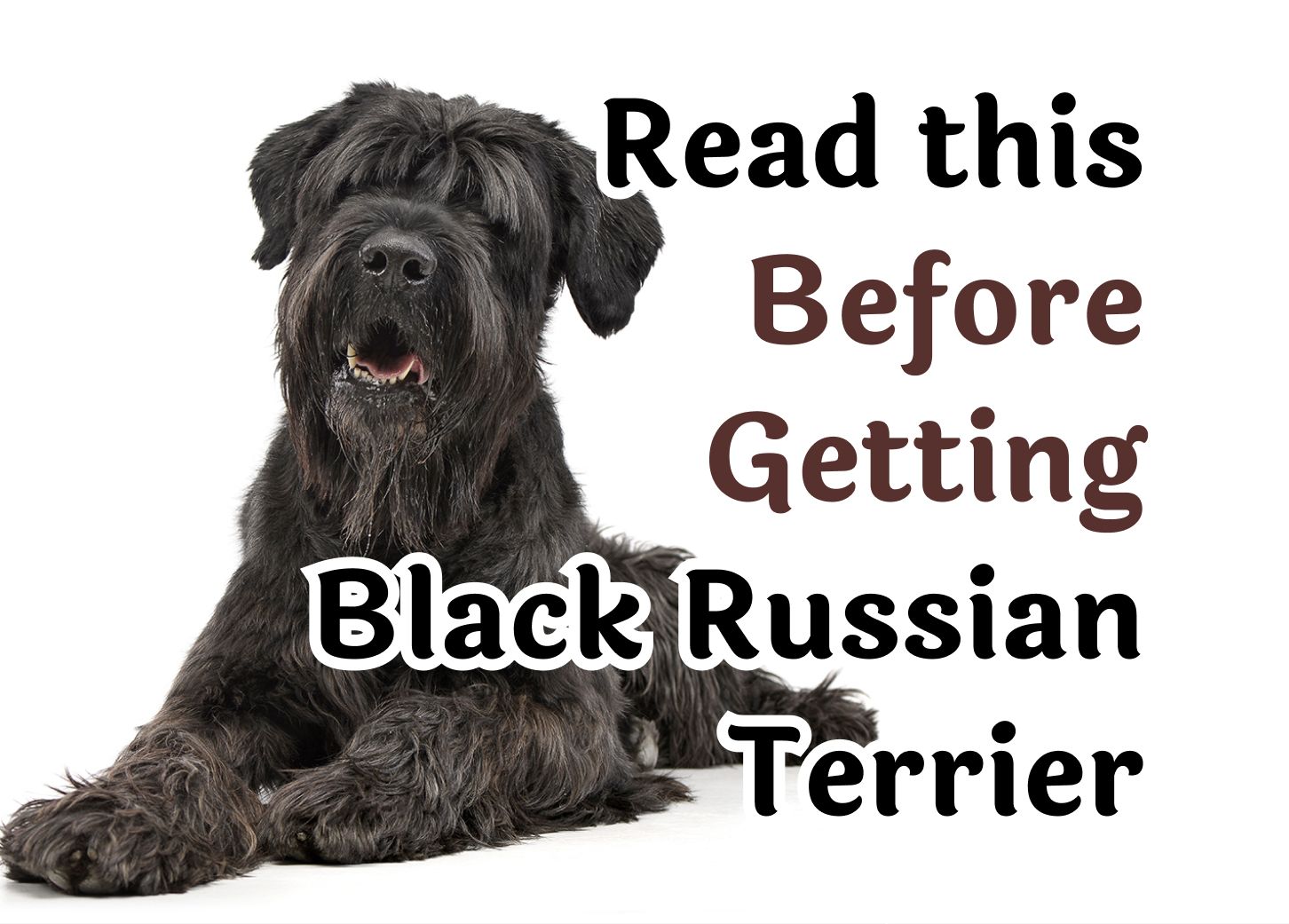 What to Think About Before Getting a Black Russian Terrier