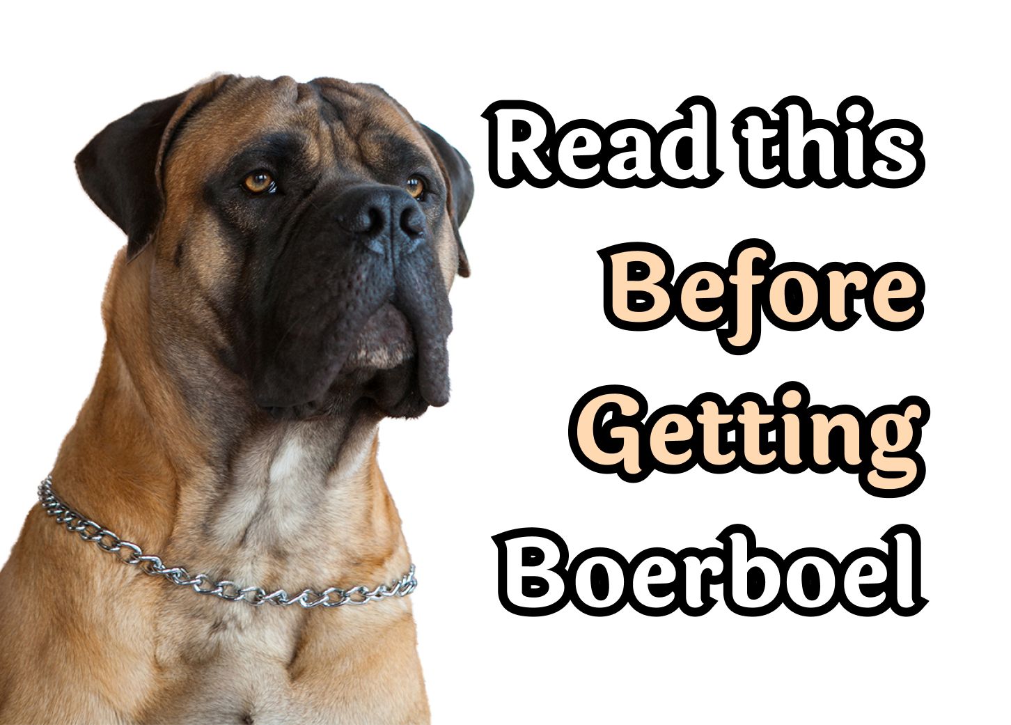 are boerboel hypoallergenic