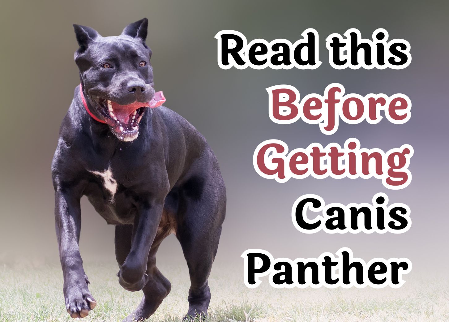 What to Think About Before Adopting a Canis Panther