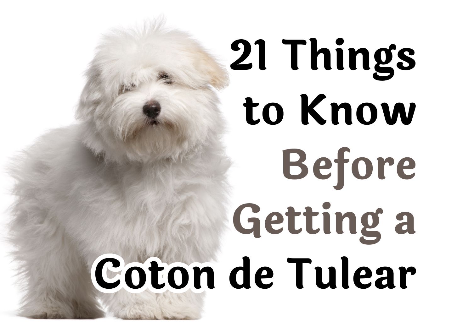 is coton de tulear a good family dog