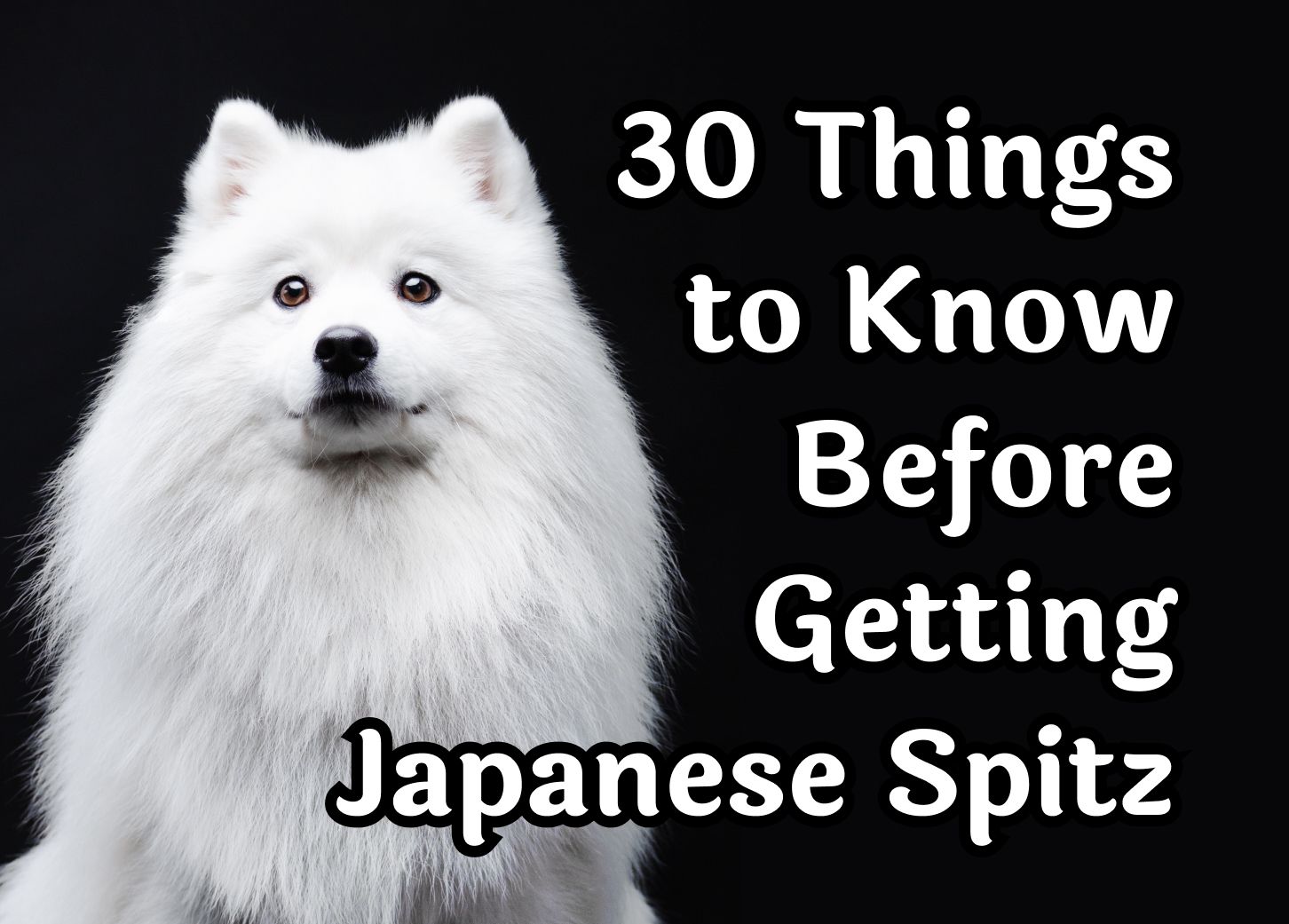 30 Questions To Consider Before Getting A Japanese Spitz