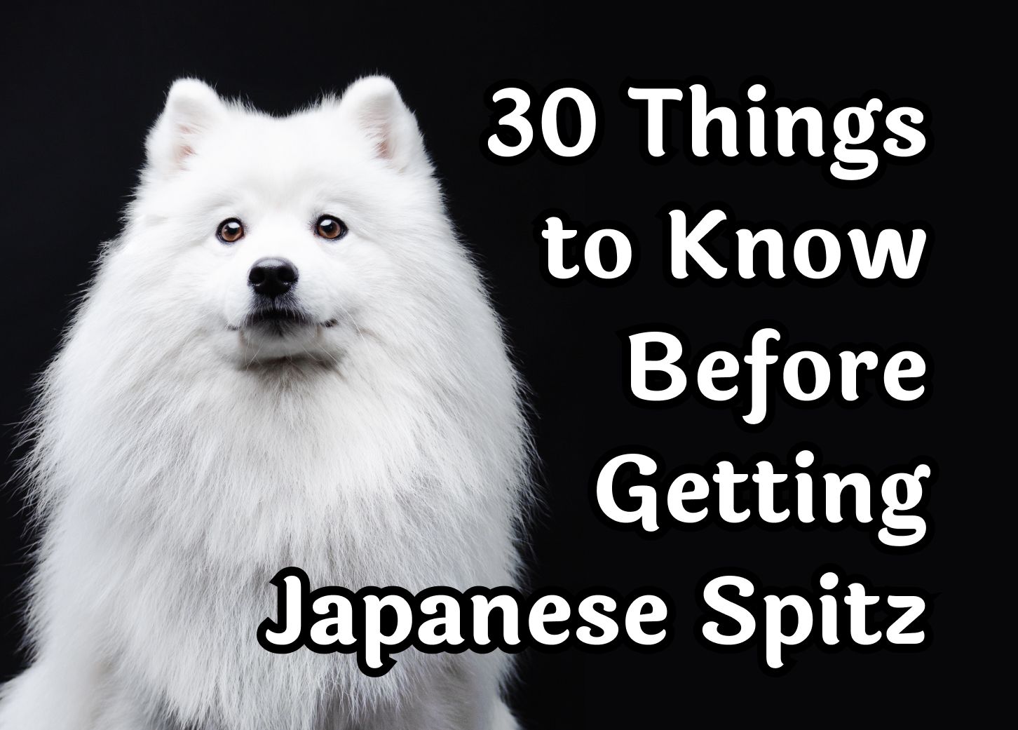 Caring For Your Japanese Spitz Shanspitz Japanese Spitz | atelier-yuwa ...