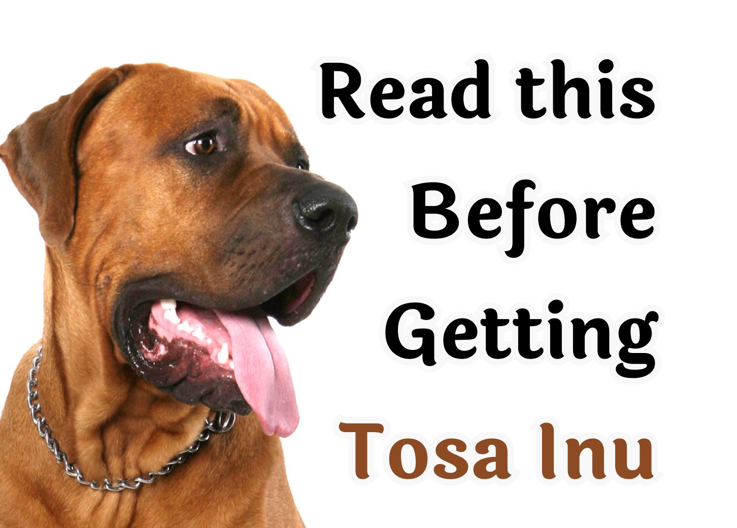 What to Think About Before Getting a Tosa Inu Dog