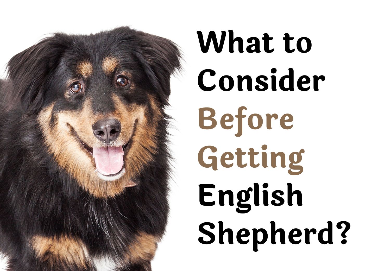 Things to Think About Before Getting an English Shepherd