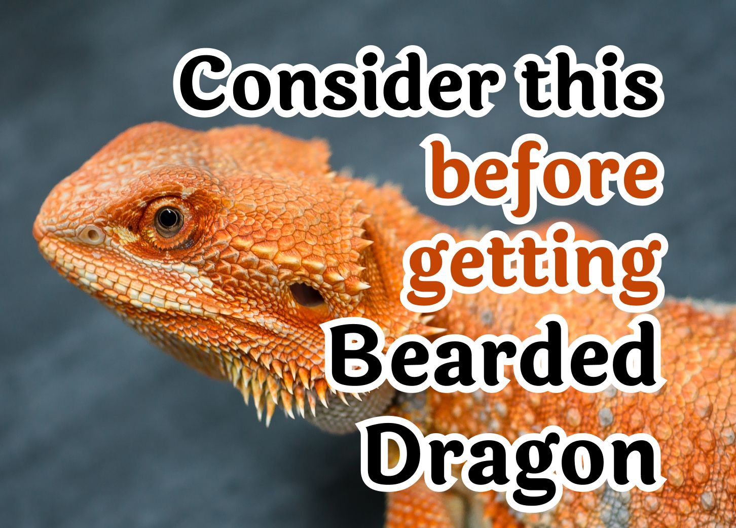 30 Questions to Consider Before Getting a Bearded Dragon