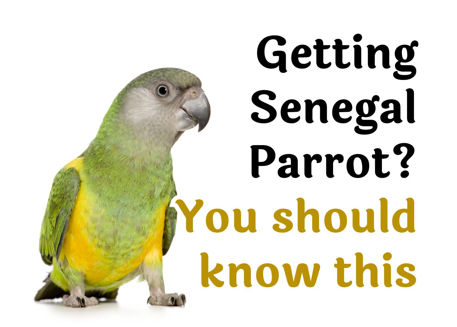 20 Questions to Consider Before Getting a Senegal Parrot