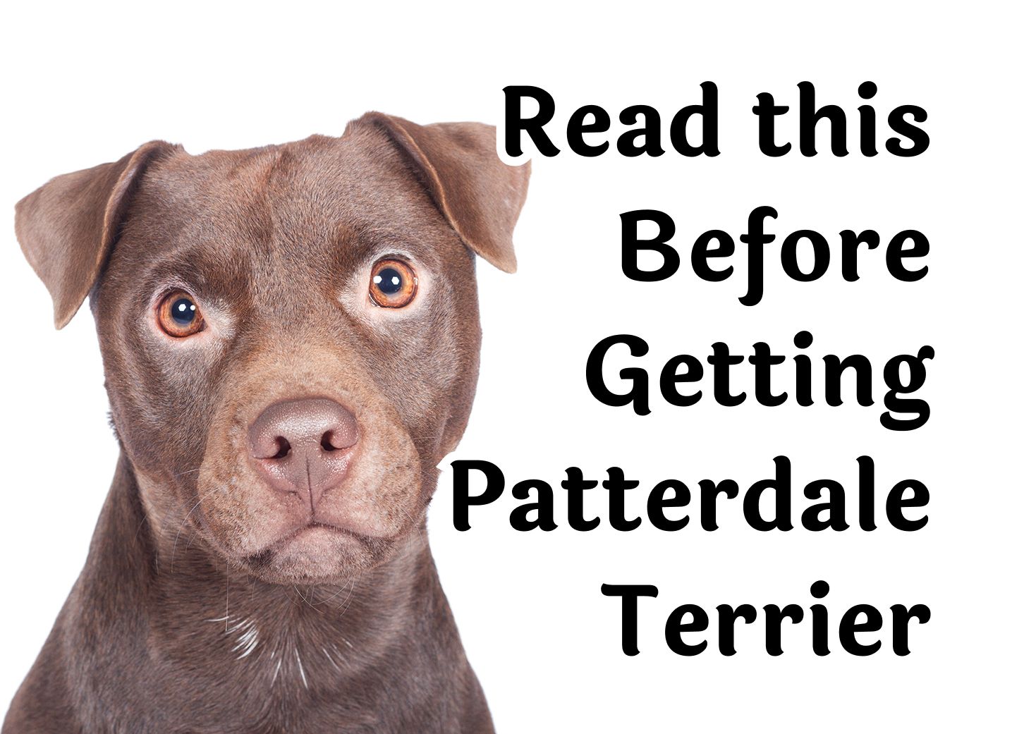 Pictures of patterdale terriers