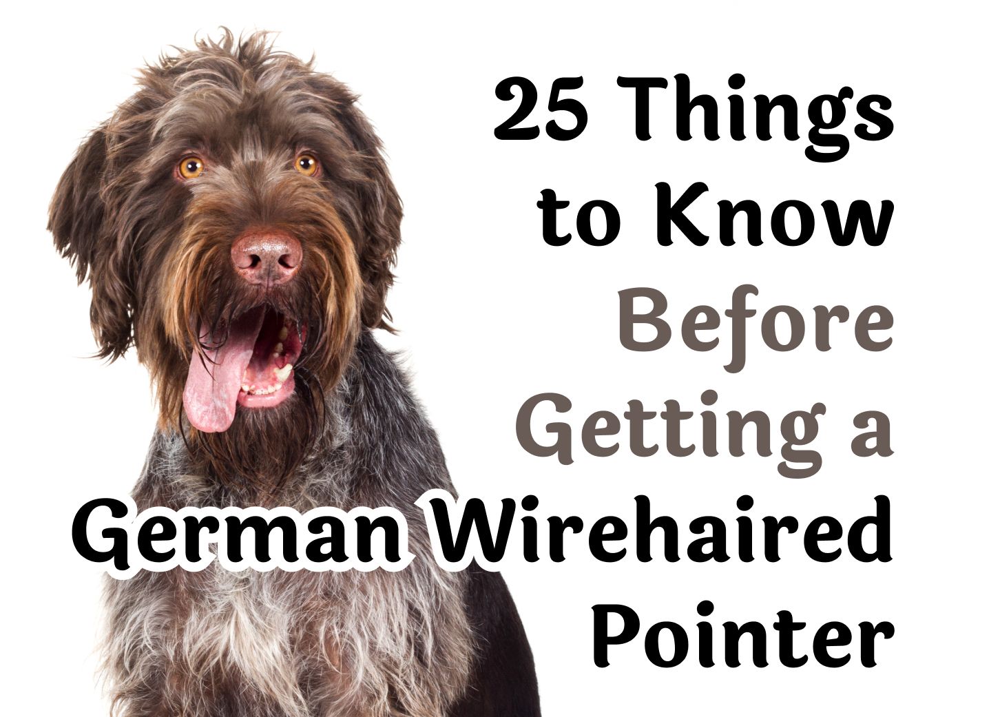 Things to Think About Before Adopting a German Wirehaired Pointer