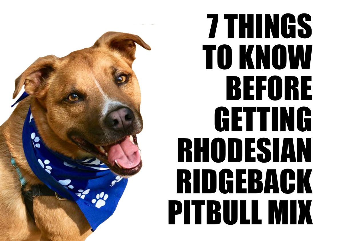 What to consider before getting a Rhodesian Ridgeback Pitbull mix