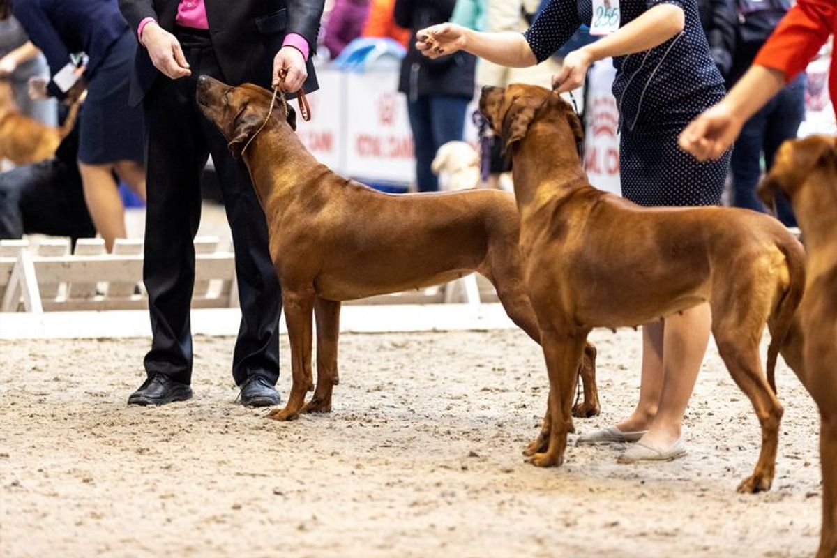Understanding Rhodesian Ridgebacks: A Guide to the Breed by The Kennel Club