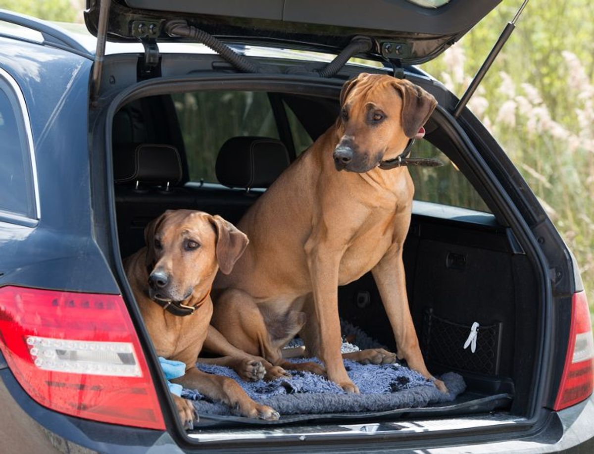 Prepare Your Ridgeback for a Holiday with These Helpful Tips