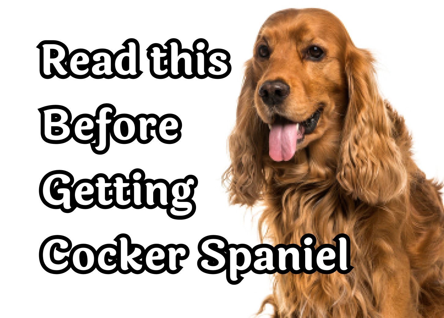 Cocker spaniel intelligence cheap