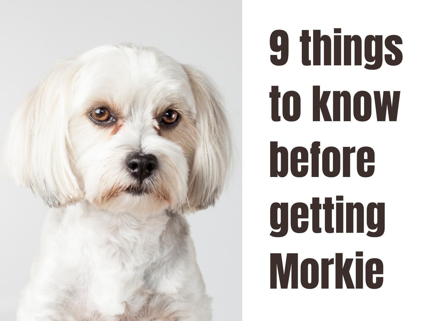 are morkies good family dogs