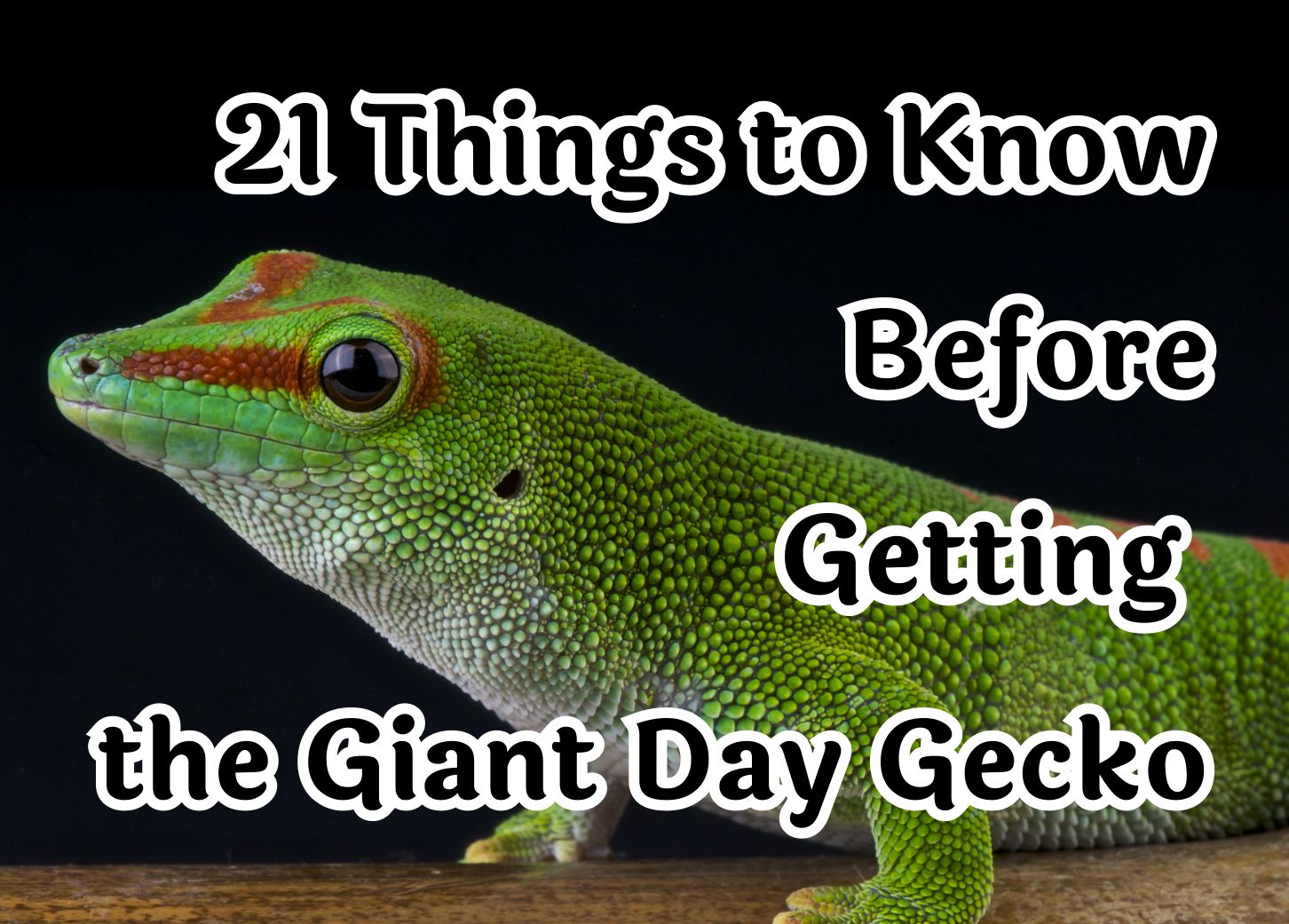 21 Things to Know Before Getting the Giant Day Gecko