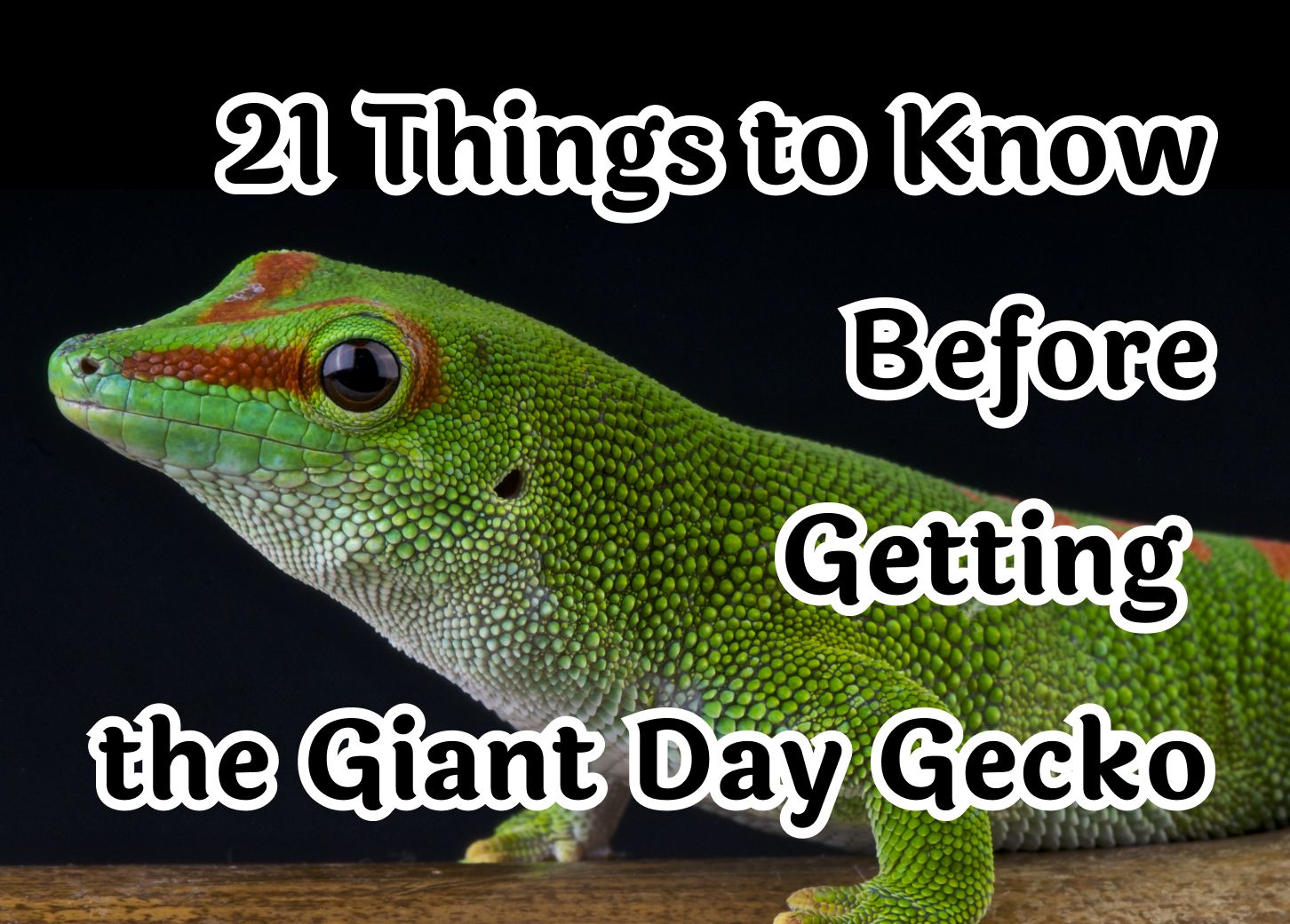 What You Should Know Before Getting a Giant Day Gecko