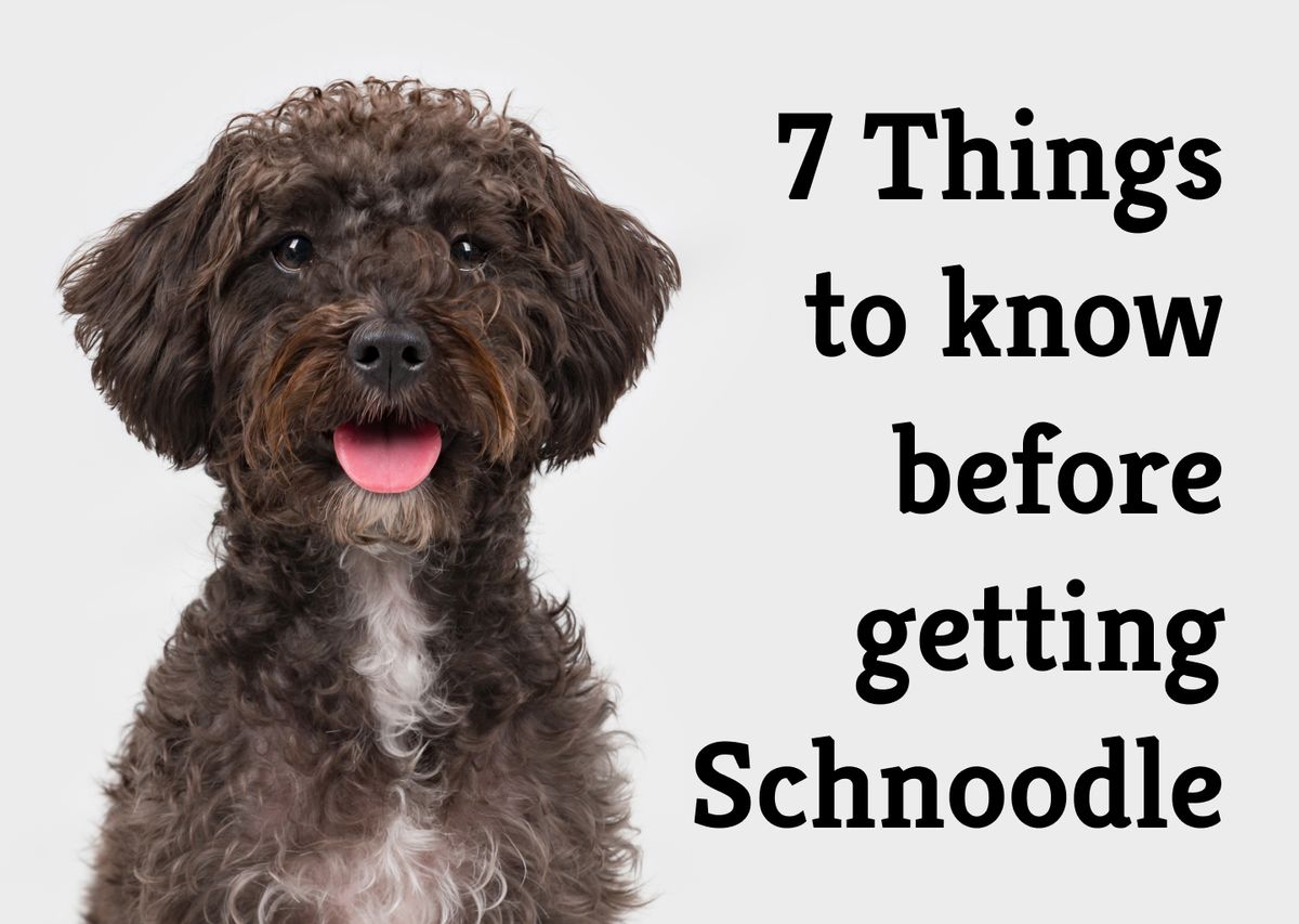 7 Essential Facts About Schnoodles: The Ideal Hybrid Dog?