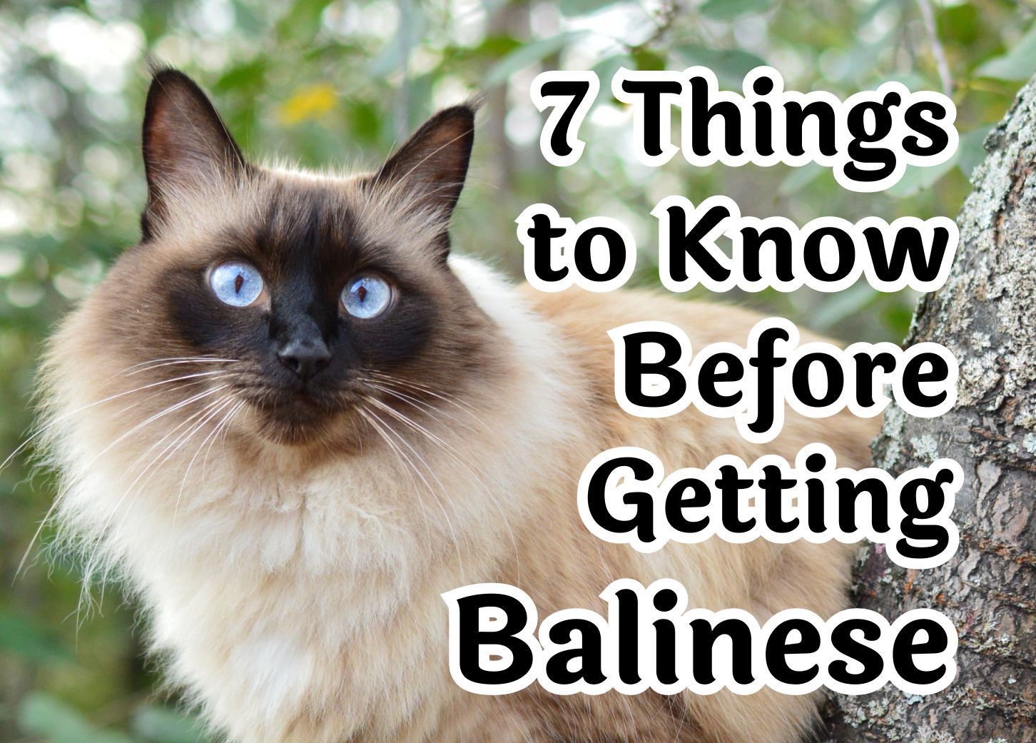 Consider These 7 Factors Before Adopting a Balinese Cat