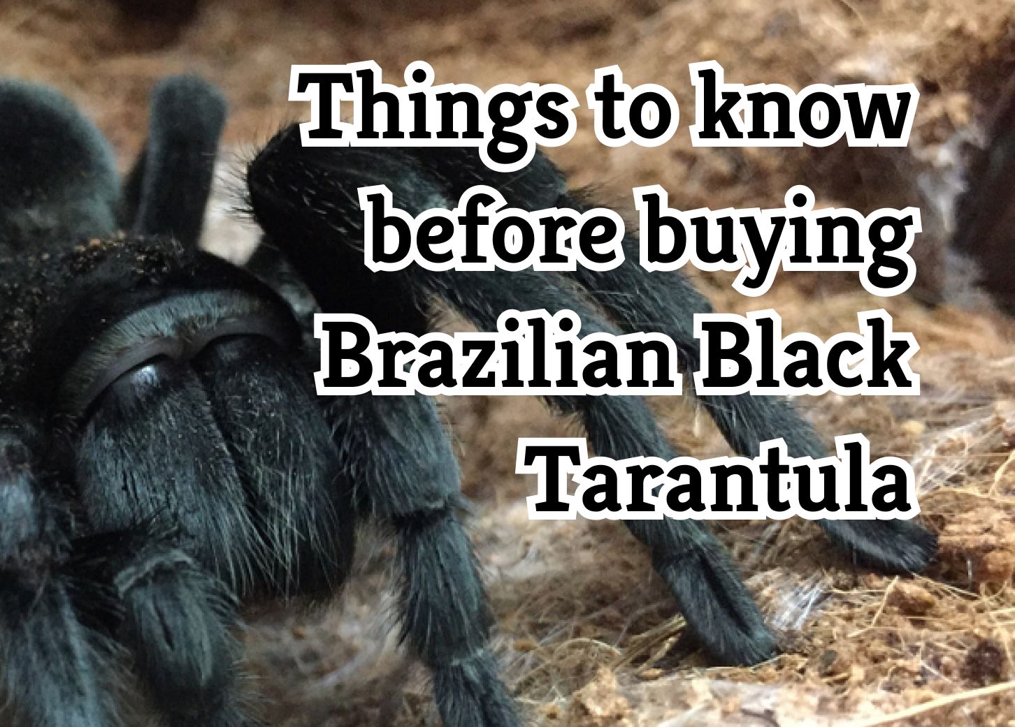 Things to consider before getting a Brazilian Black Tarantula