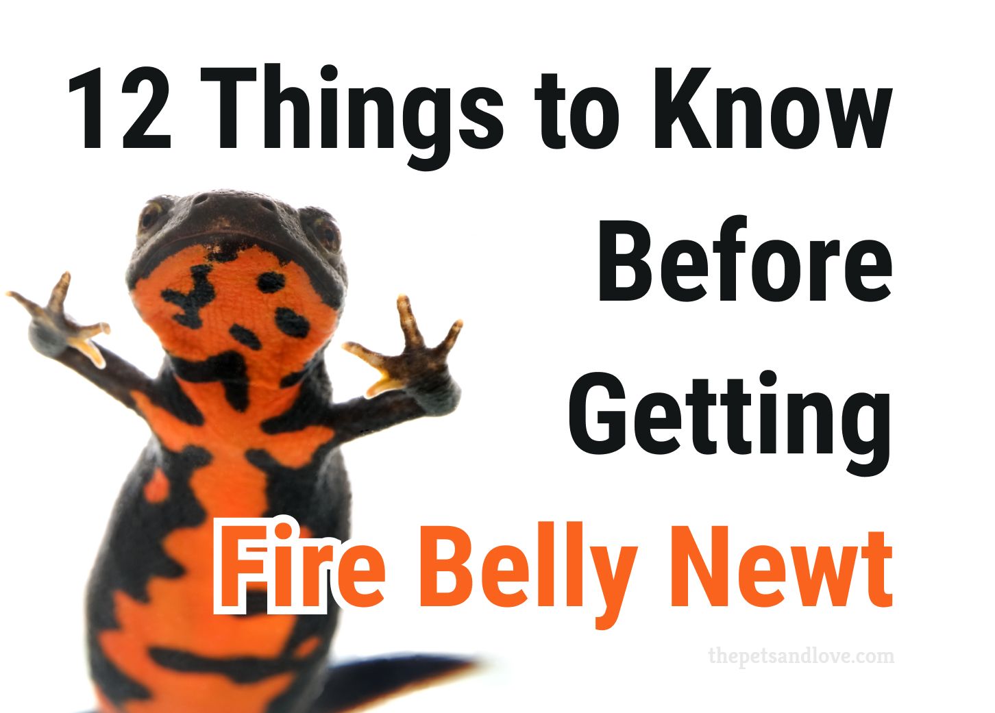 Key Facts to Understand About the Fire Belly Newt