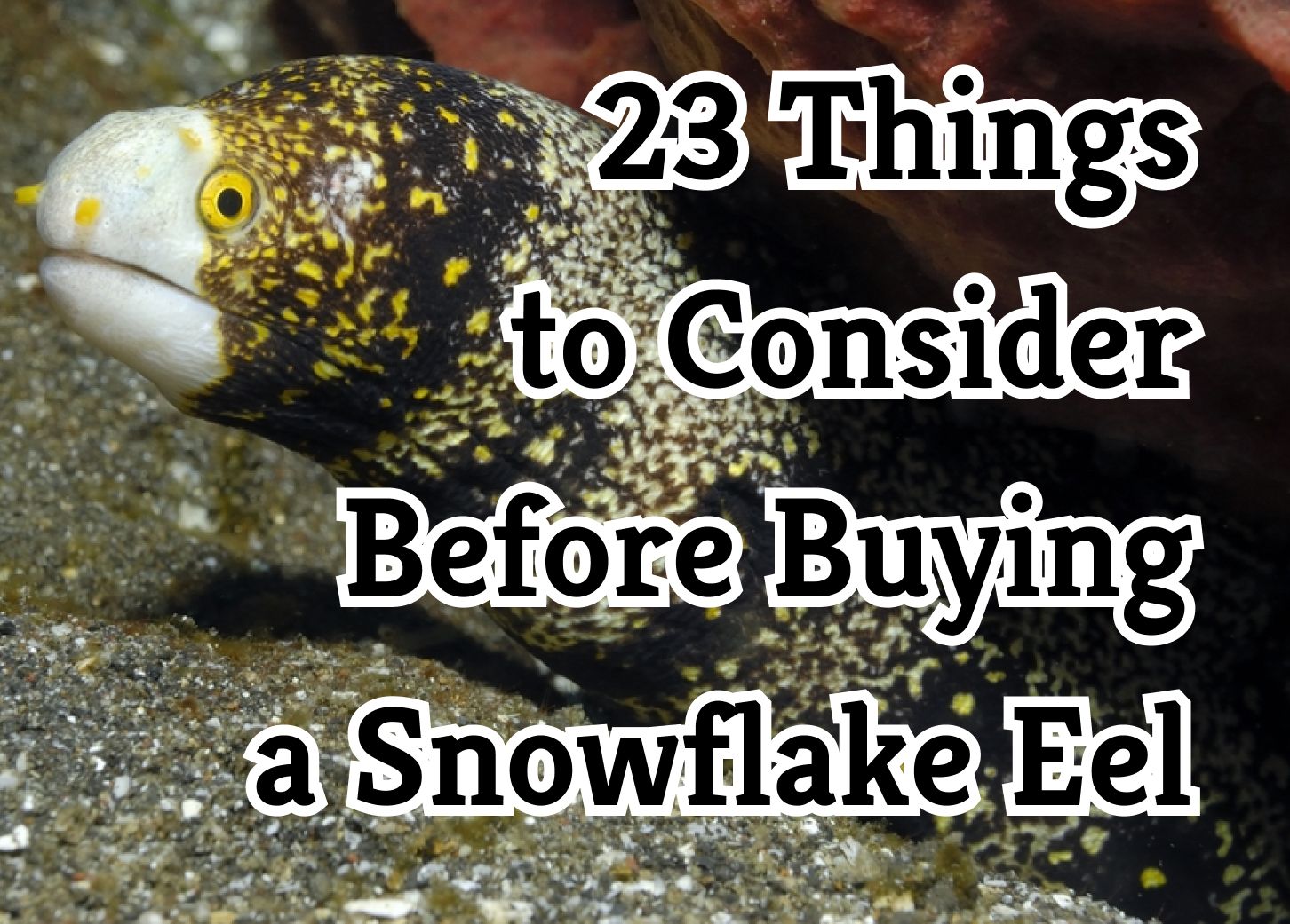 Things to Know About the Snowflake Eel